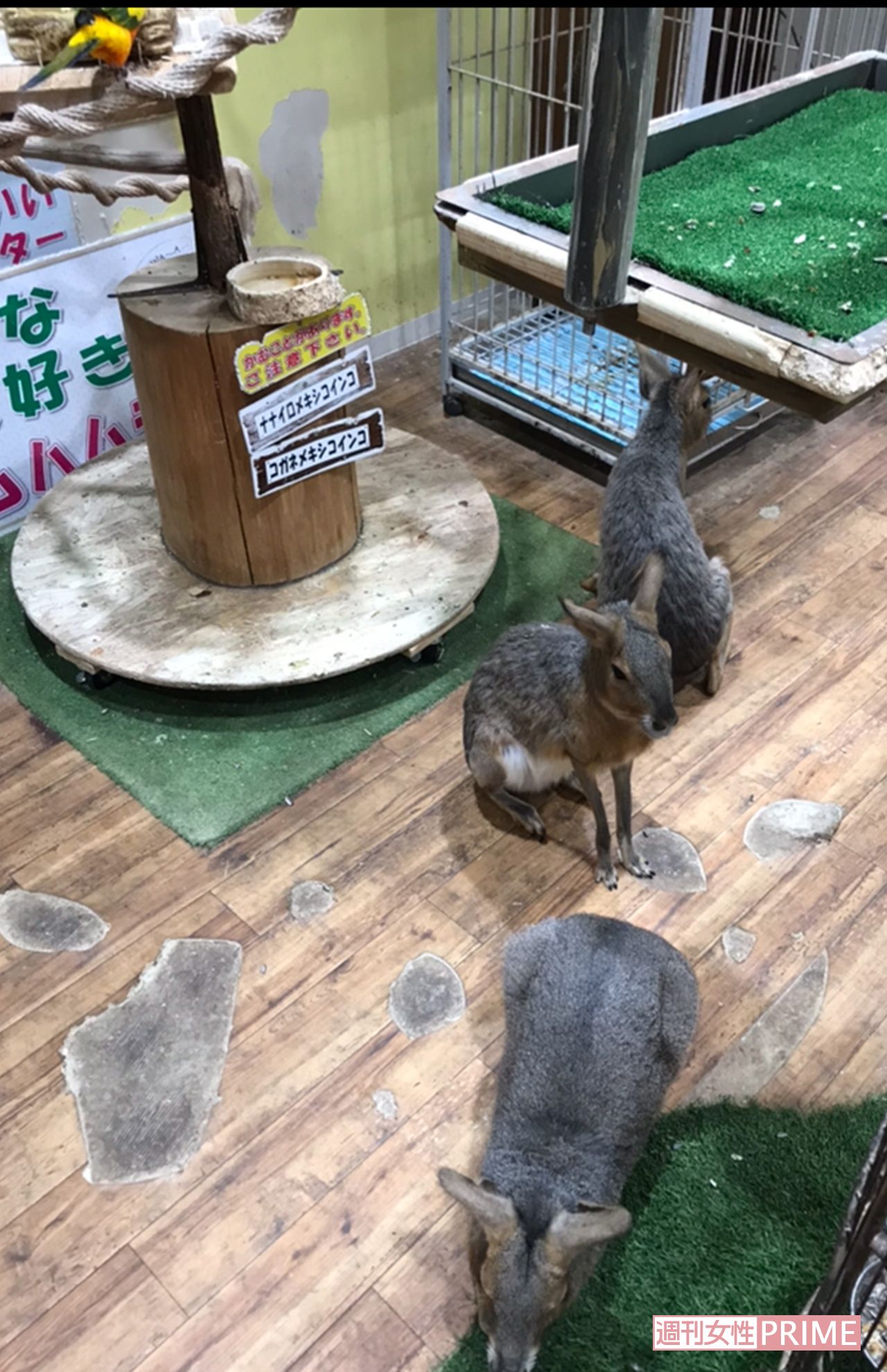 めっちゃさわれる動物園内を自由に動き回っていたマーラというリスやカピパラの仲間のげっ歯類