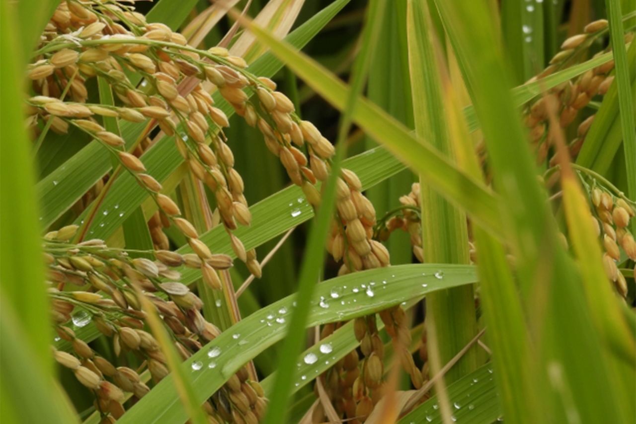 ※写真はイメージです