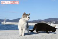 石巻・田代島、ねこと共に再生を目指す震災復興プロジェクトの今を追う