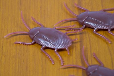 【知って楽しい雑学】冬は見かけないだけで実は“休眠”している「ゴキブリ」、大掃除で正しく駆除して安心…