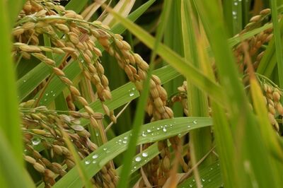 米の価格が過去最高値のウラで卵も高騰「円安とウクライナ情勢」経済アナリスト・森永康平が警鐘する日本人…