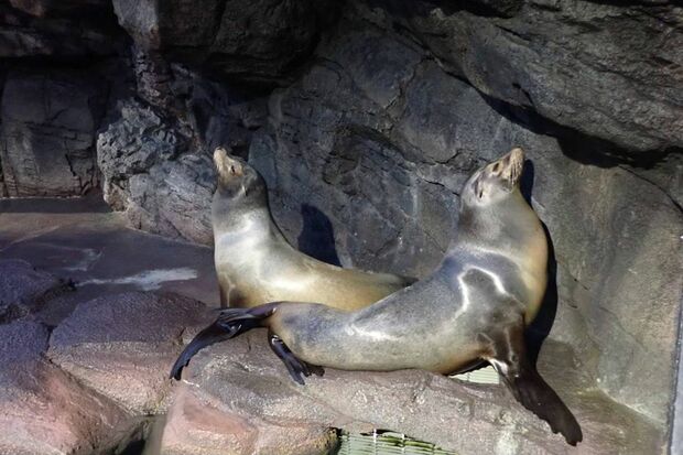 魚やクラゲ以外の海獣も（加茂水族館公式Twitterより）