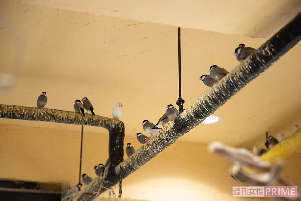 狭いケージに入れられず、室内で放し飼いにされた文鳥