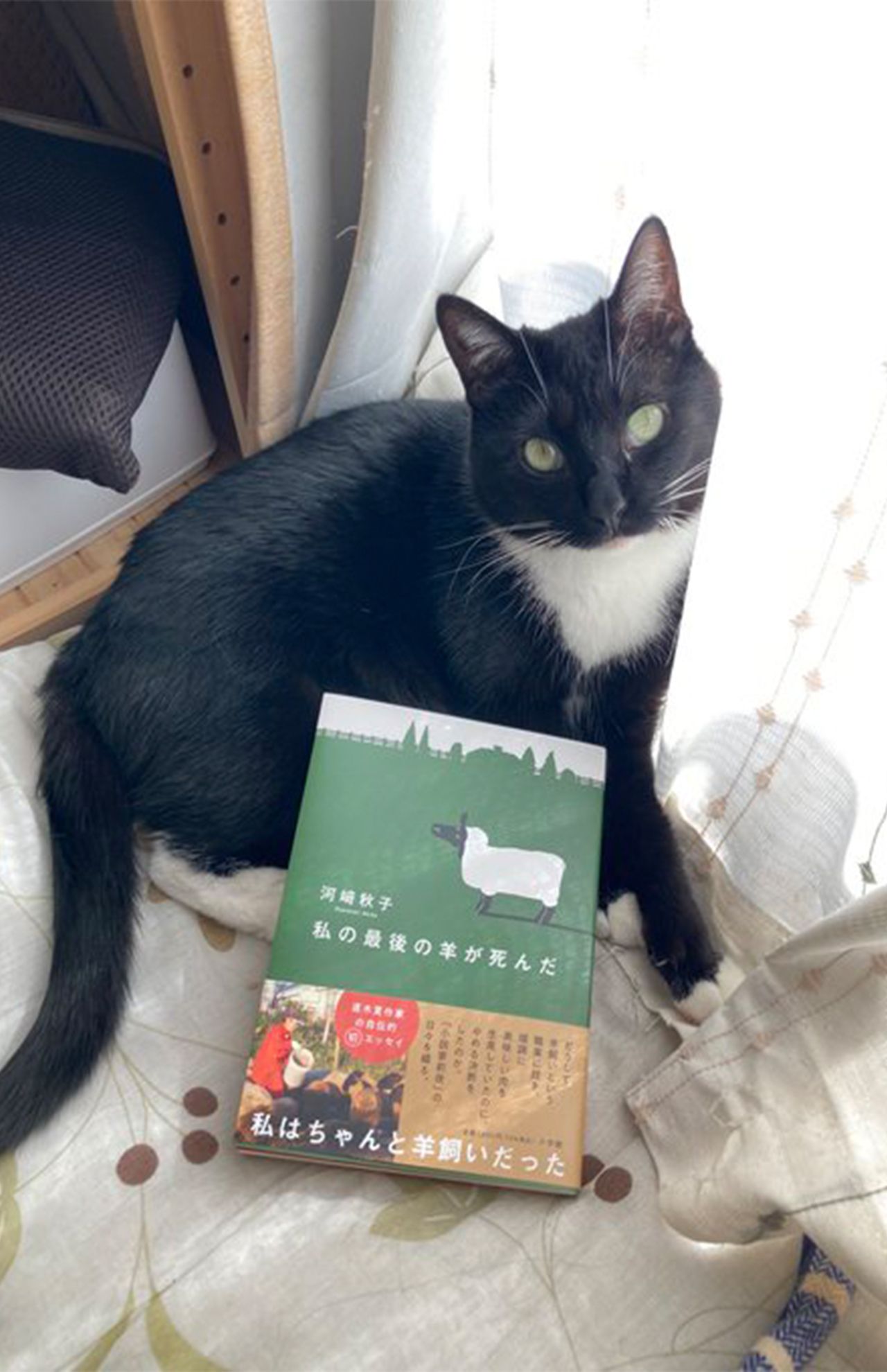 河崎さんの愛猫　画像提供／小学館