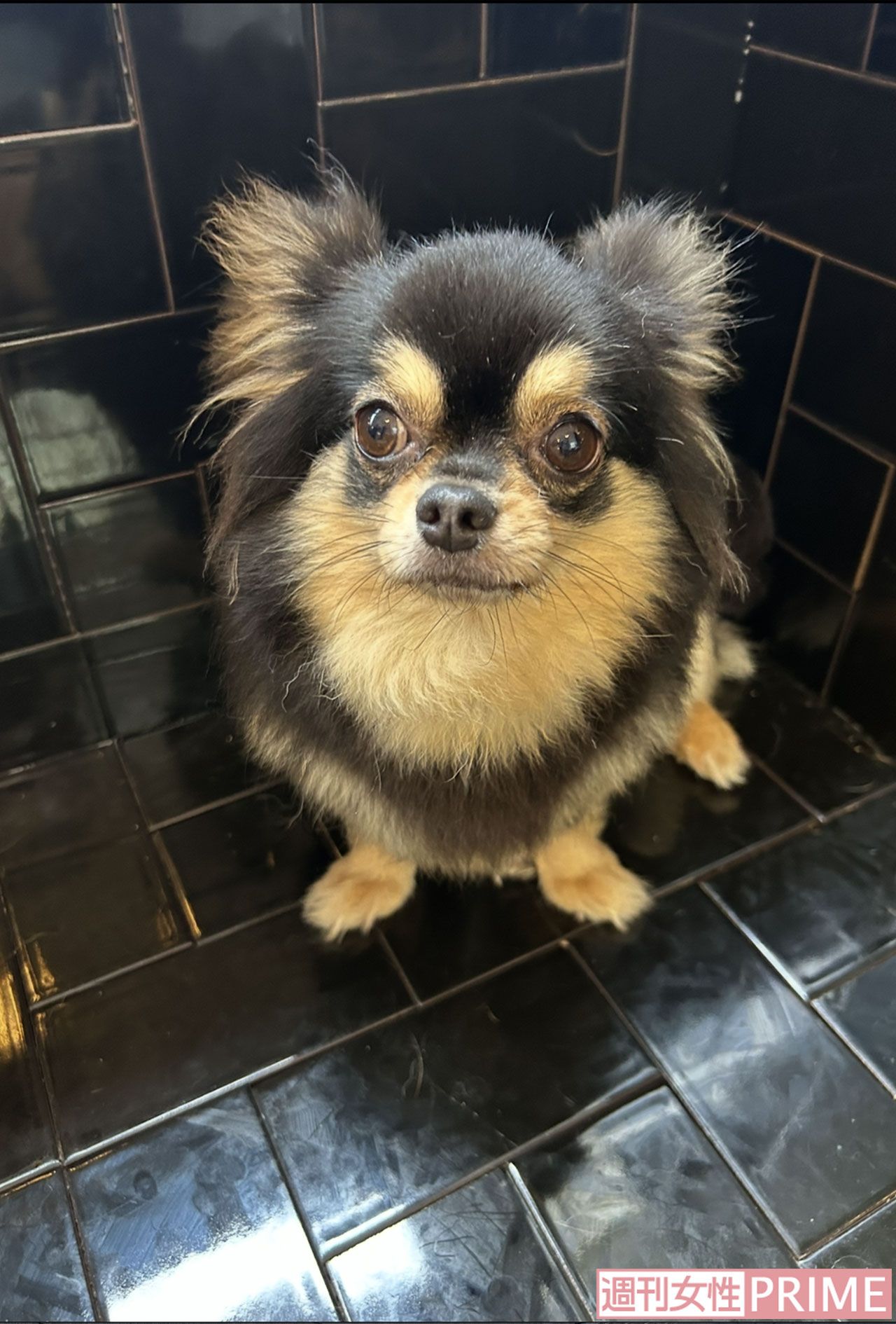 荒川区の盗難事件後に新しい家族に引き取られた、まろちゃん