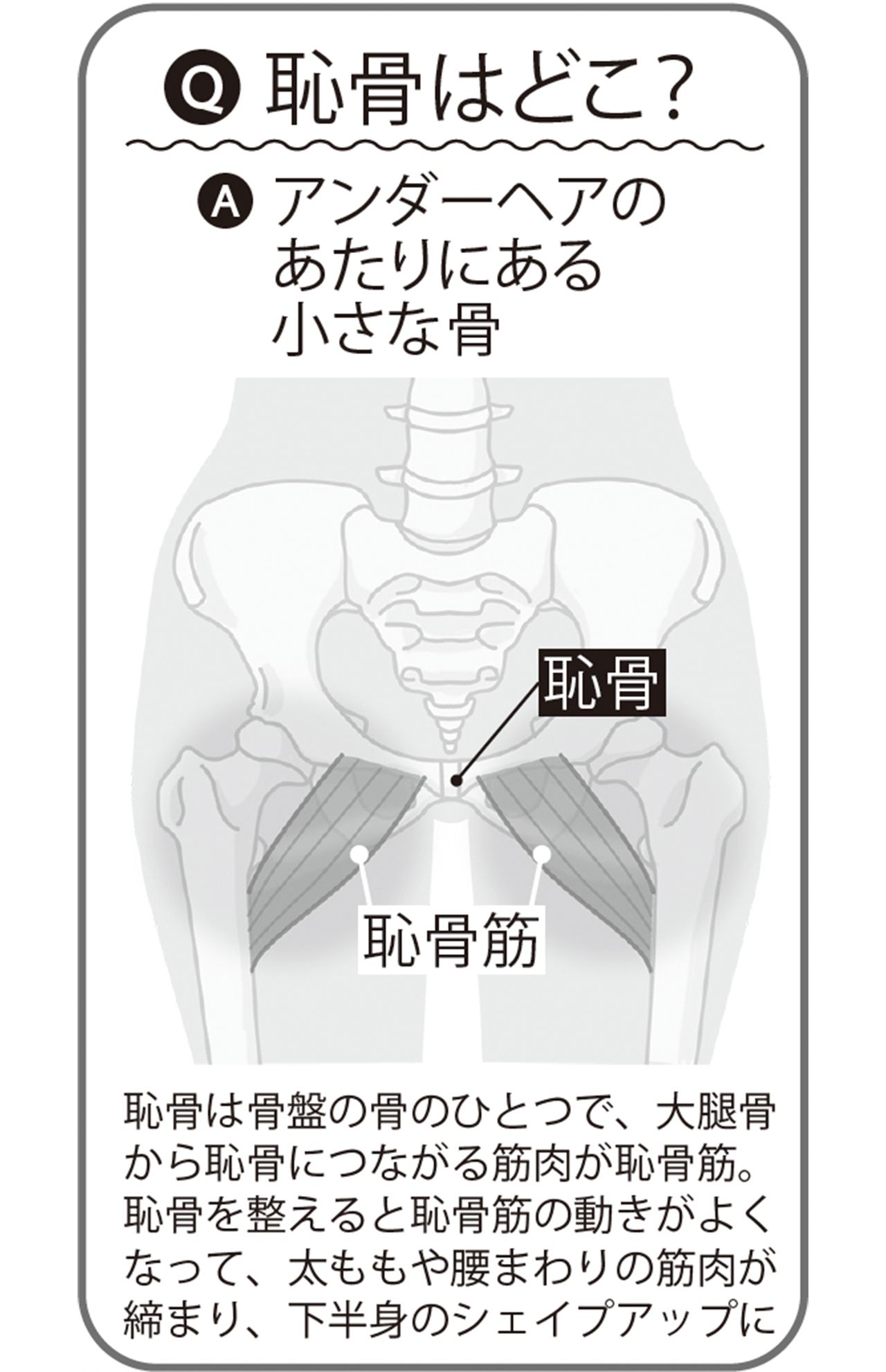 恥骨の位置はどこ？