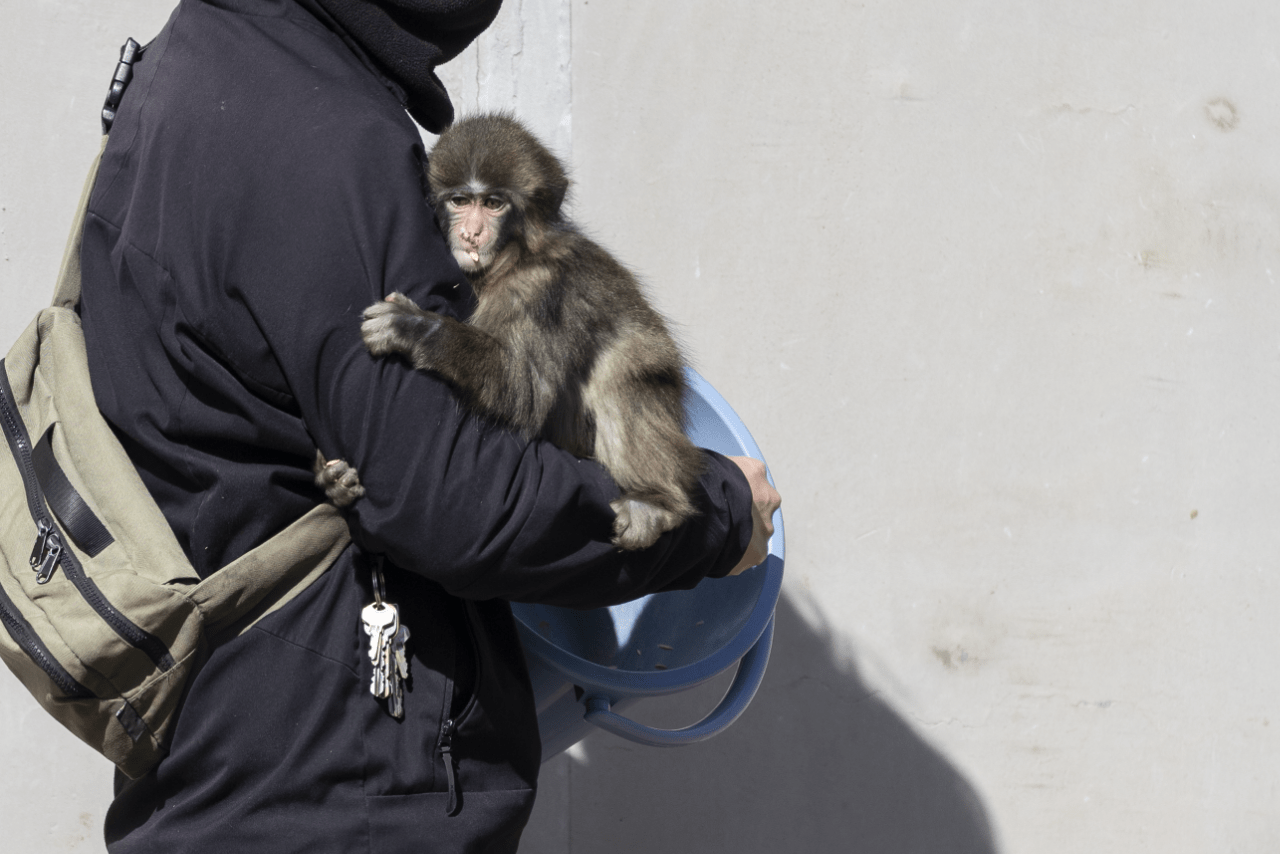 飼育員さんがやってくると、脚や腕に抱きついて離れないパンチ。時には、飼育員さんの膝の上や肩の上でごはんを食べることも（写真／読者提供）