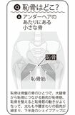 恥骨の位置はどこ? イラスト提供/川野郁代
