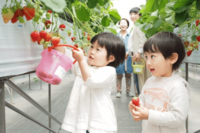 いちご市場を牽引した『とちおとめ』が消える!? 栃木が仕掛ける新品種『とちあいか』の評判と“品種改良”…