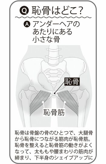 恥骨の位置はどこ？　イラスト提供／川野郁代