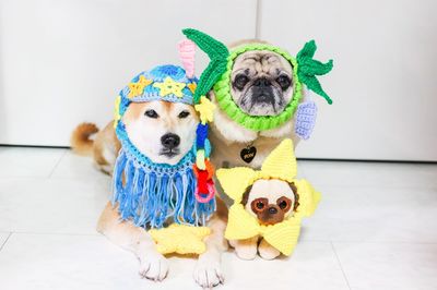 “ぶさかわ犬”が勢ぞろい！ 2万人を動員する『鼻ぺちゃ展』人気の秘訣は？