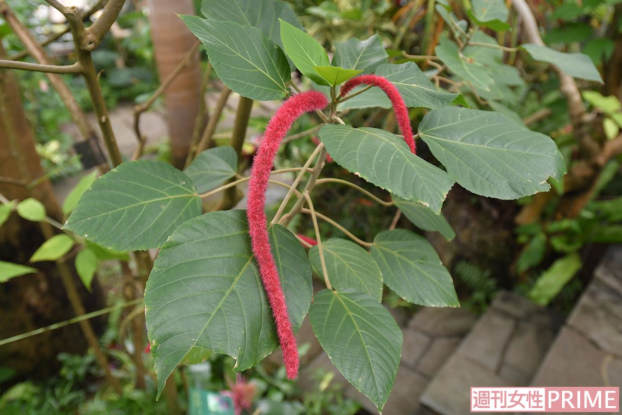 色鮮やかな「ベニヒモノキ」　撮影／渡邉智裕