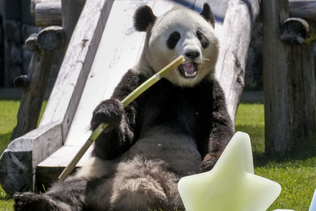 結浜（ゆいひん）　写真／共同通信社