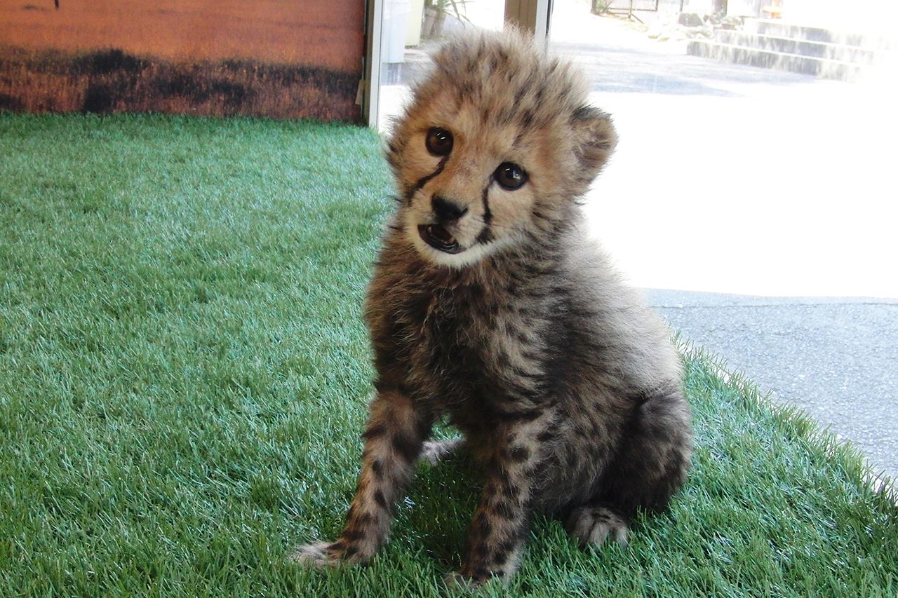 チータの赤ちゃん　写真提供／姫路セントラルパーク