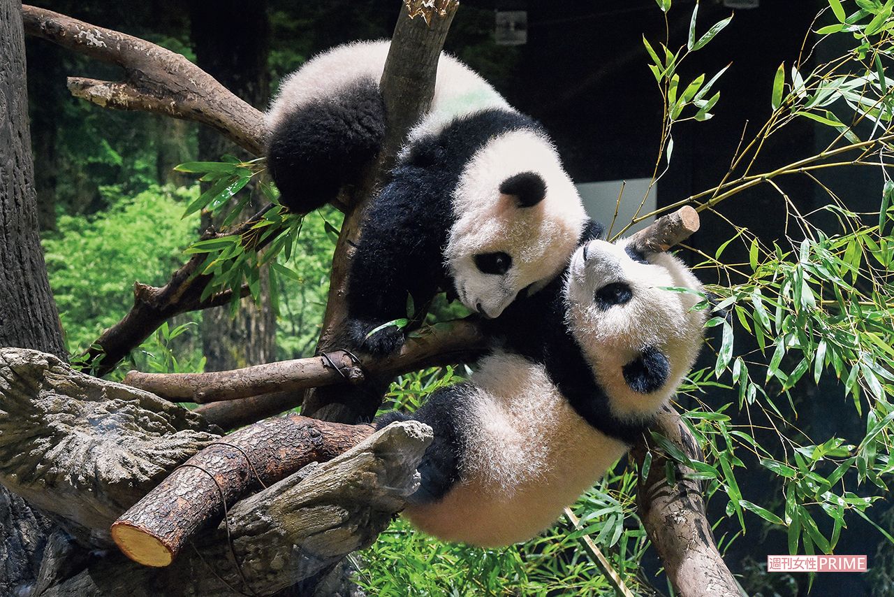 シャオシャオとレイレイ