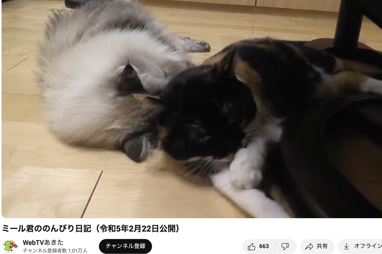 佐竹知事が飼っていたミール君の愛らしい様子を公開していた（WebTVあきたより）