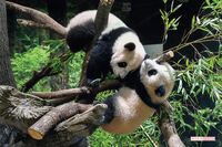 上野動物園のアイドル、パンダの「シャオシャオ&レイレイ」に会えたラッキーな来場者たち