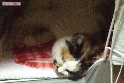 ひとみの衰弱は激しくグッタリして、やがて息を引き取った