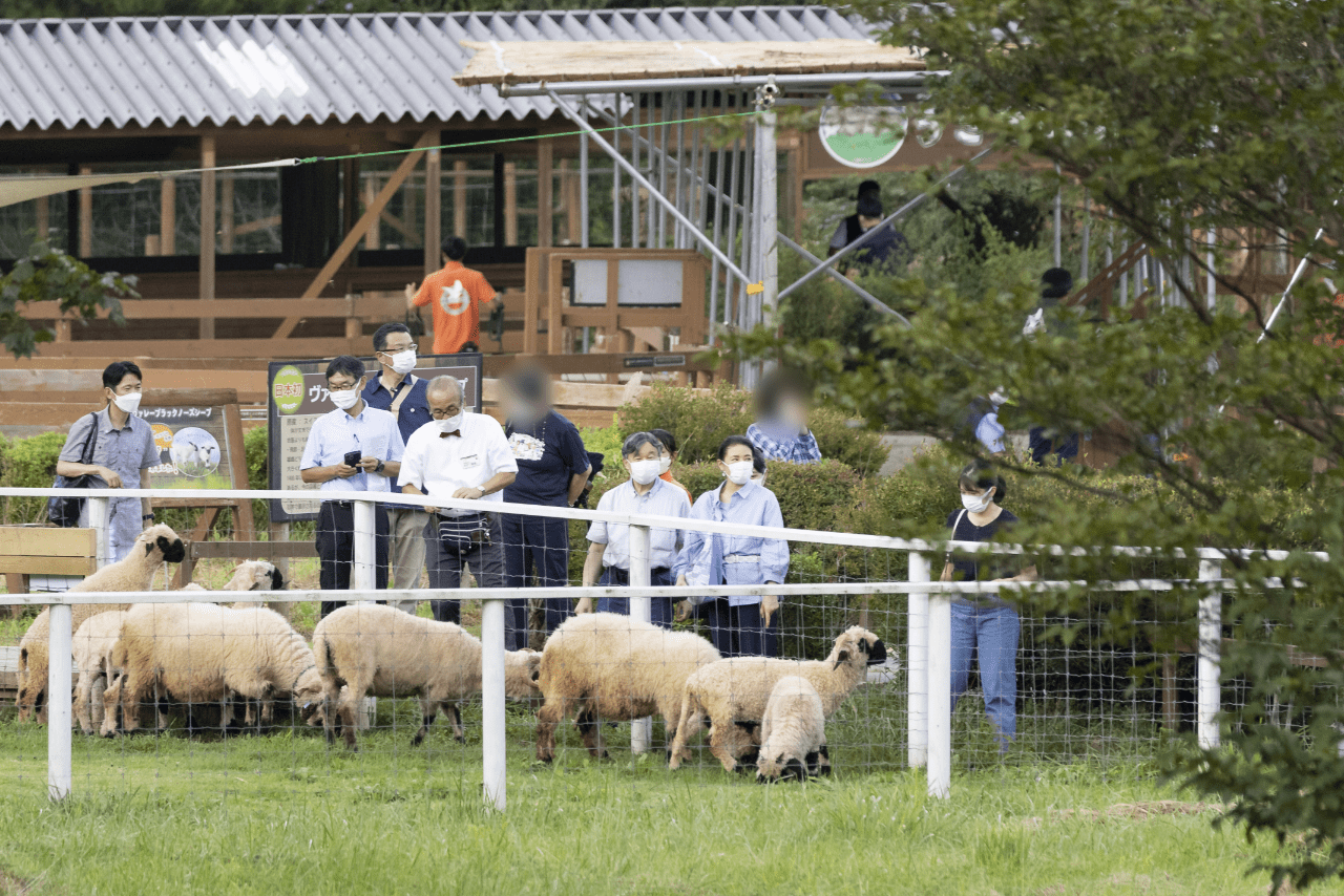 “世界一かわいいヒツジ”といわれるヴァレーブラックノーズシープにえさやりされるご一家