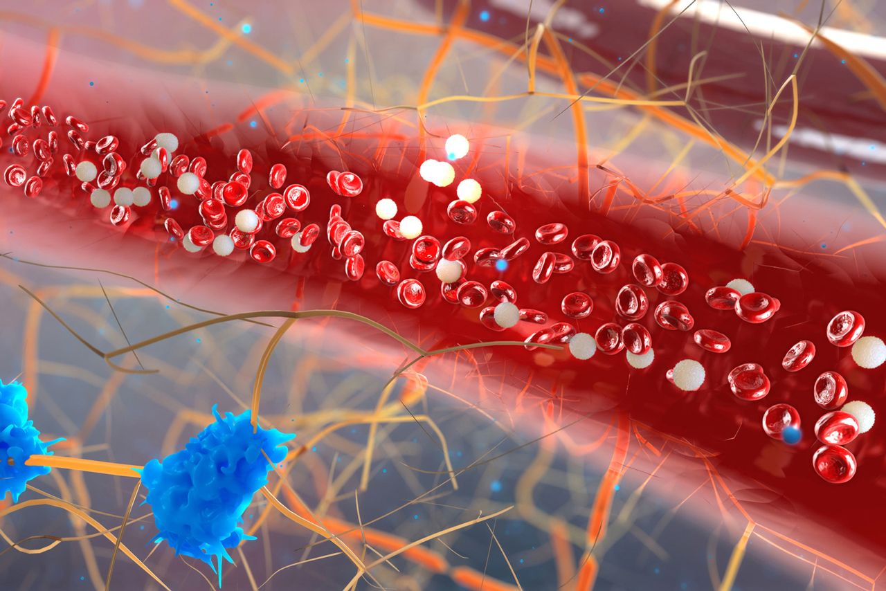 毛細血管のイメージ図