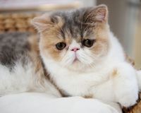 篠原涼子、斎藤工、谷原章介もメロメロになるあのキャスト