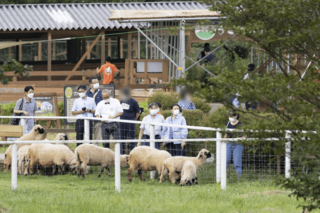 “世界一かわいいヒツジ”といわれるヴァレーブラックノーズシープにえさやりされるご一家