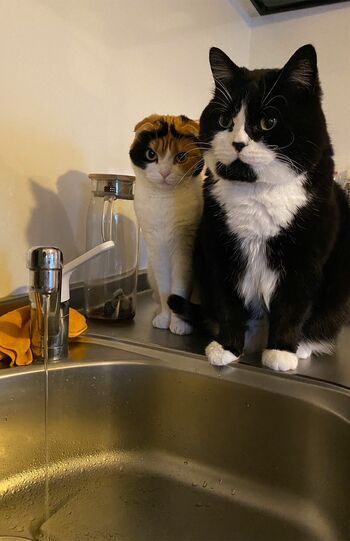 （右）ノワさん・6歳、（左）ナッツさん・4歳。「洗面台に乗って水道水出してアピール。いざ出してあげると飲まずに2匹ともひたすら眺めてる……」（飼い主）（※画像は飼い主提供）