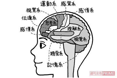 8つの脳番地とそれぞれの主な働き　イラスト／吉田静佳