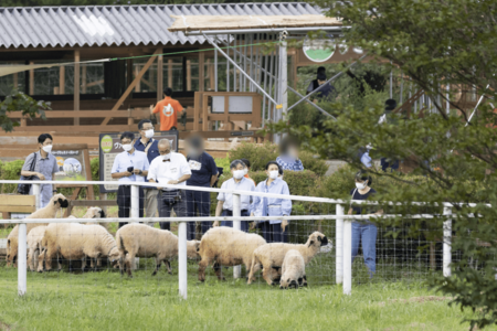 “世界一かわいいヒツジ”といわれるヴァレーブラックノーズシープにえさやりされるご一家