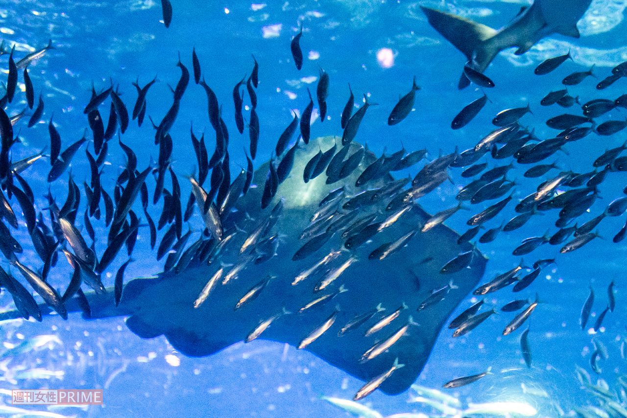 水族館（写真はイメージです）　撮影／編集部