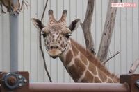“ネグレクト動物園”がこっそり再開！「キリンは倉庫に」元園長が明かした衝撃事実