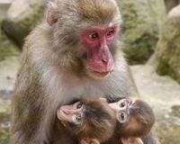 育児放棄された子ザルを育てる母ザル”カラオケ”。名前の由来は?