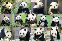 パン活10年のパンダライターが語るパンダ愛、日本に13頭いるパンダの個性と魅力がてんこ盛りのクイズ本が人…