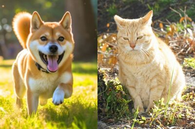 ネコやイヌなどのペットを山やキャンプに連れて行く際はマダニにも注意を