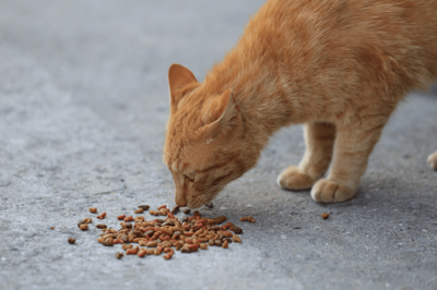 《神奈川・相模川》相次ぐ猫の毒殺、死骸の近くに “青い粉入り” のエサ