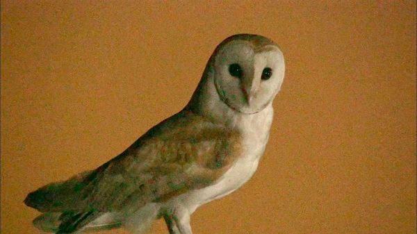 『ネズミ退治に大活躍！ 人気フクロウ』(c)NHK