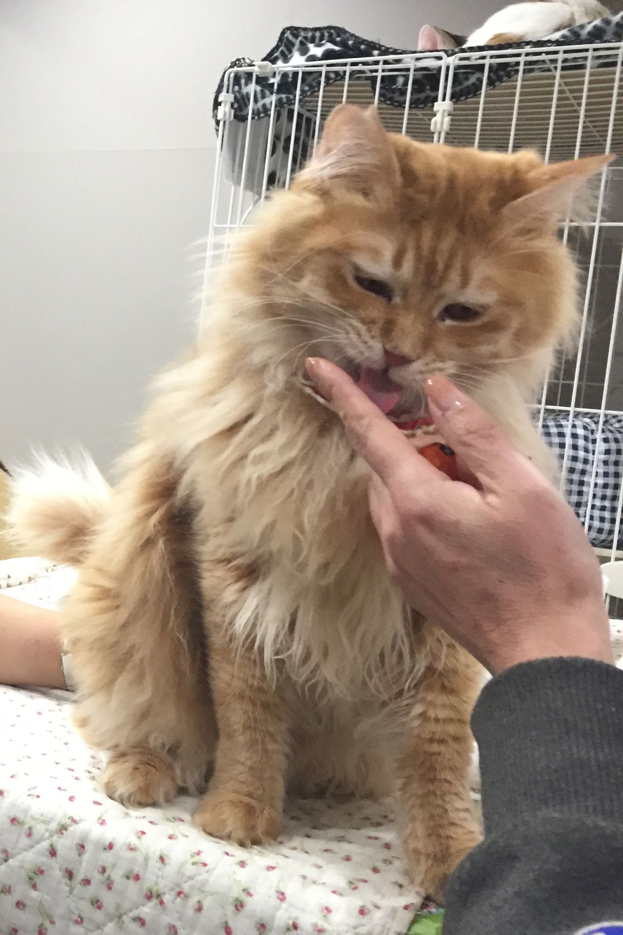 長毛茶トラのたわし（2歳）／ネコリパブリック