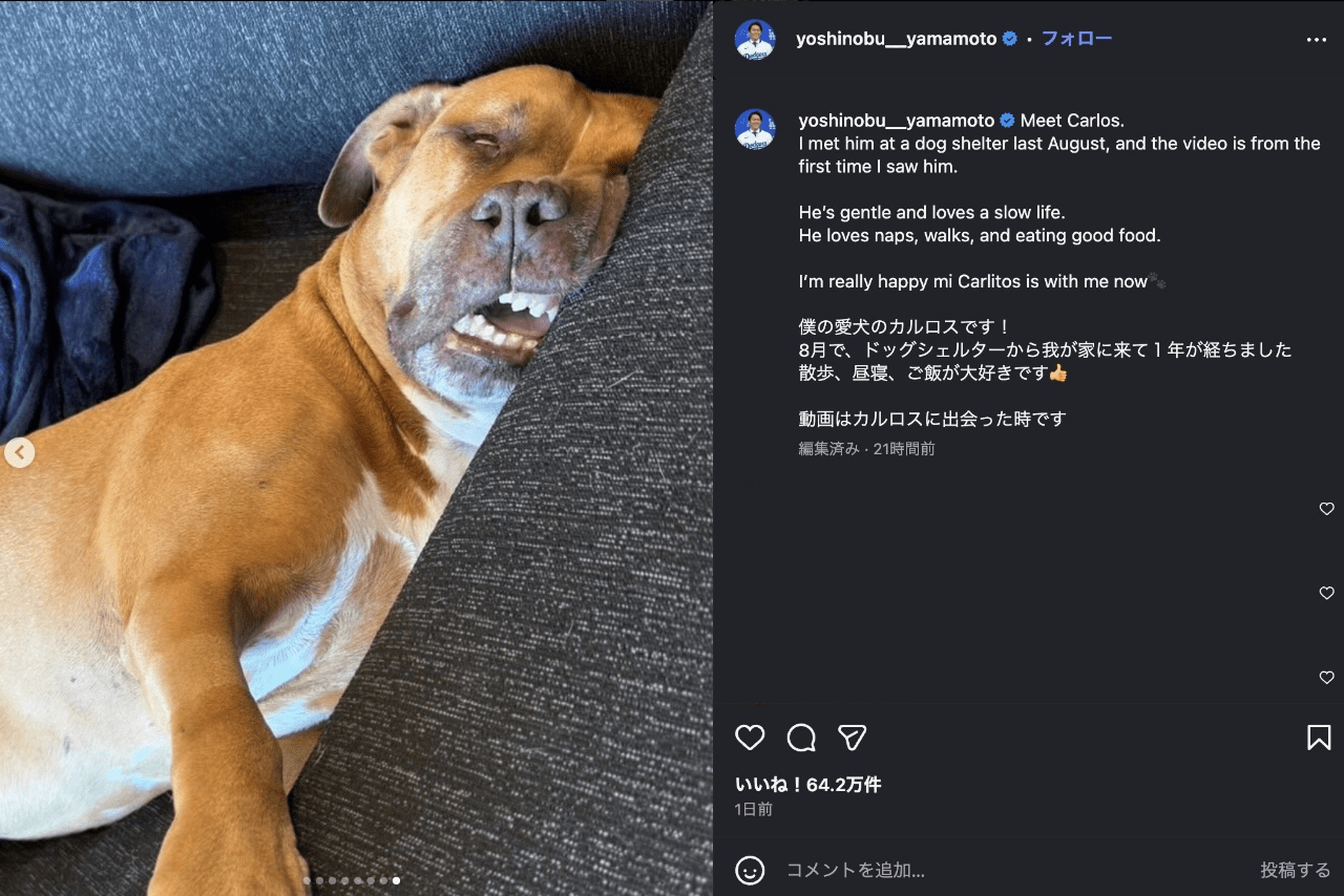 世界がベタ惚れしているドジャース・山本由伸の愛犬カルロス（公式インスラグラムより）
