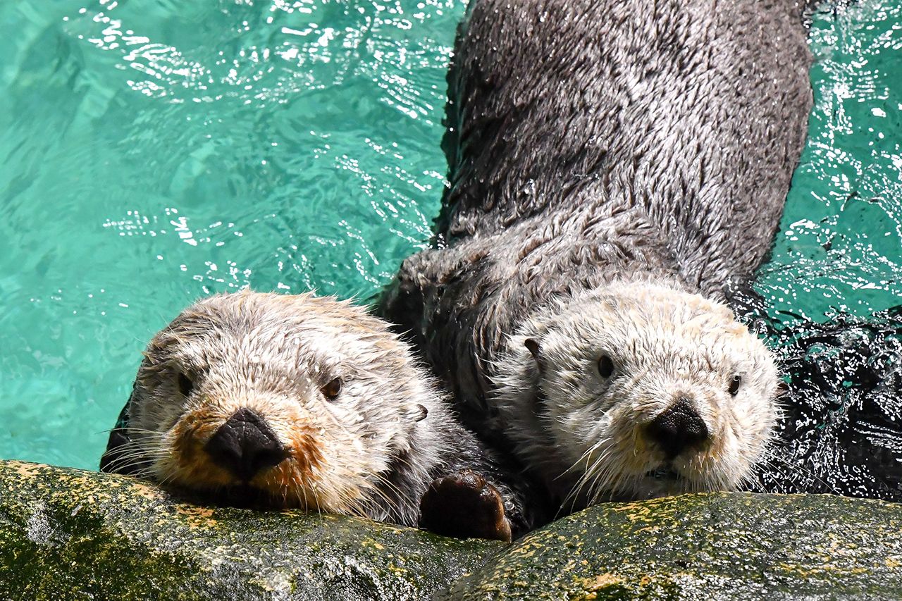 ラッコのリロとマナ　写真提供／マリンワールド海の中道