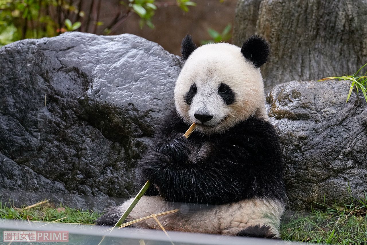 屋外で竹を食べていたシャオシャオだが、レイレイのいる室内に移動（撮影／伊藤和幸）