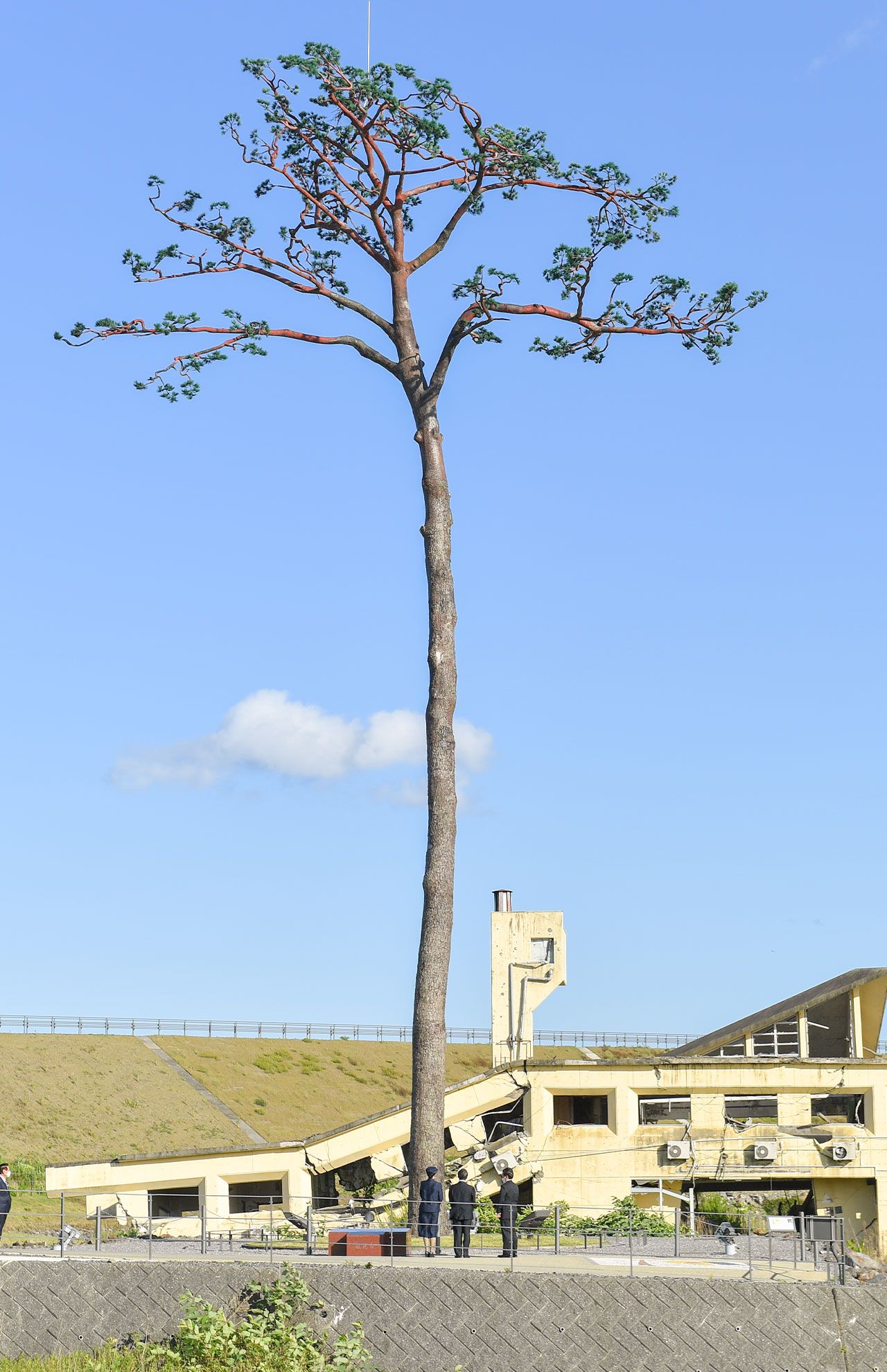 高さ約27メートル。奇跡の一本松を見上げられた両陛下　撮影／JMPA