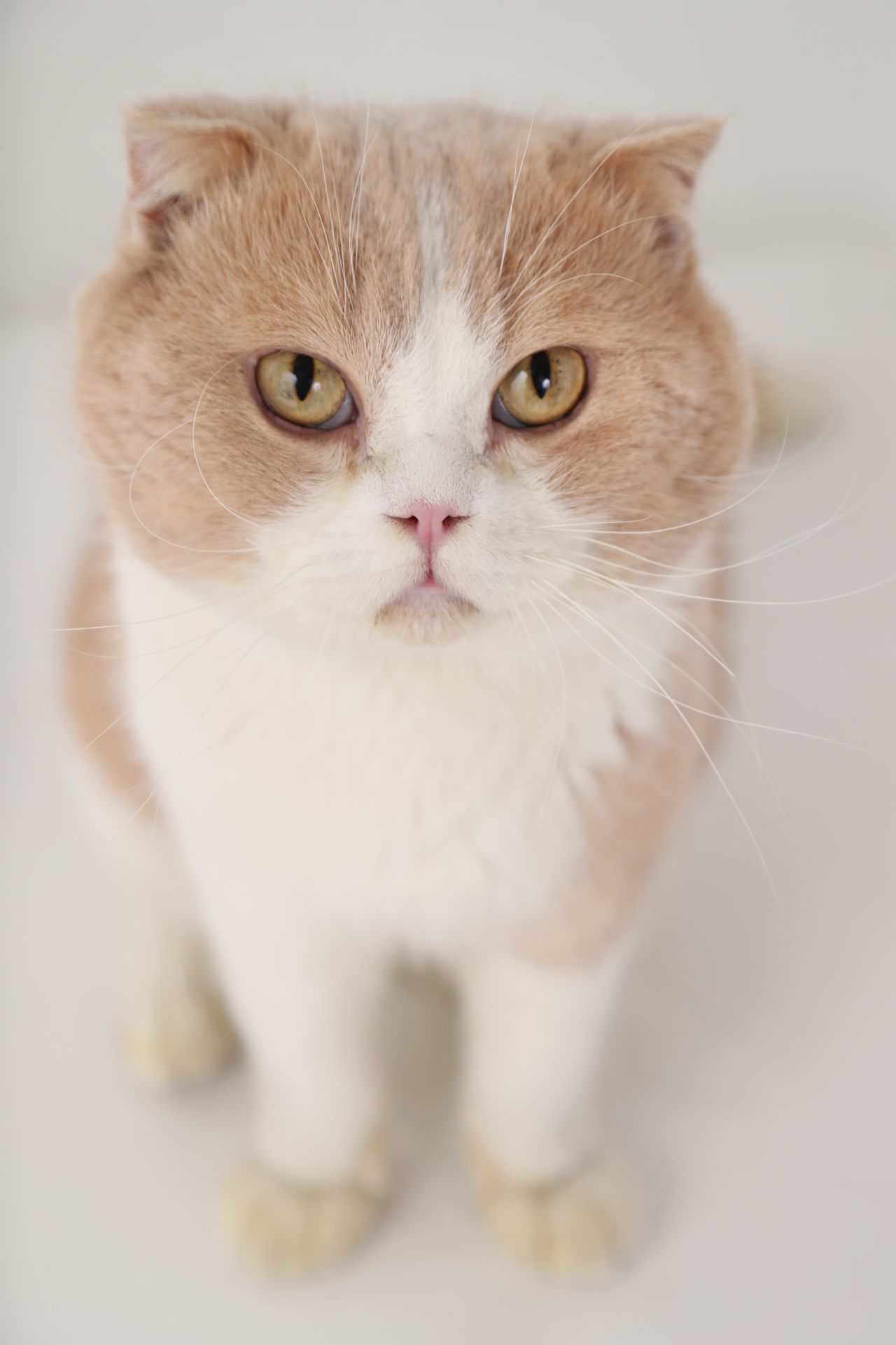 『ねこあつめの家』でメインねこの“ちゃはち”役を演じたシナモン