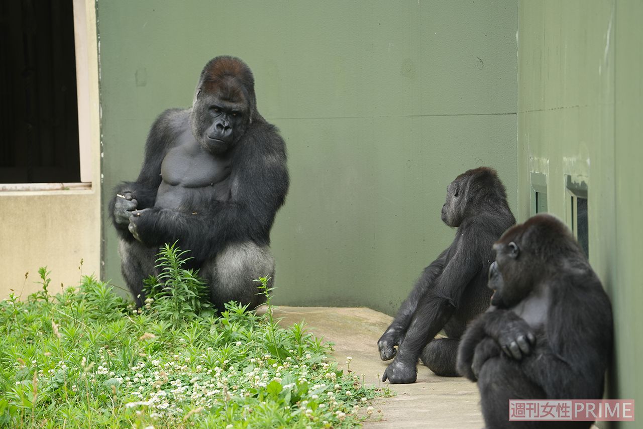 ニシゴリラの群れでの飼育を見られるのは全国で3か所だけ