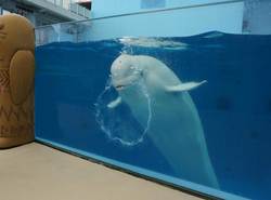 バブルリングを披露してくれたシーマ。ショーでは、マイペースなプルルを引っ張る　撮影／山田智絵