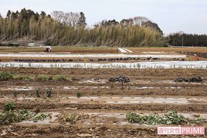 一見、ねぎくらいしかなさそうな冬の畑。実はこんなにも高級野菜が隠れている　撮影／齋藤周造