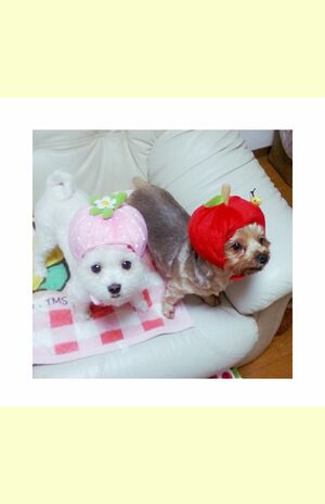 rumaeさん●1966年生まれ。不動産系の事務職。小さな戸建て住宅に愛犬2匹と暮らす50代のおひとりさま。ブログ「すっきり暮らしたい～犬好きおひとりさまの生活～」を綴る。