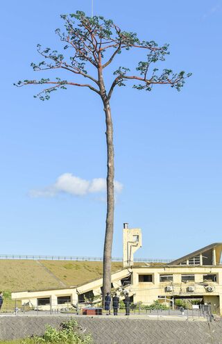高さ約27メートル。奇跡の一本松を見上げられた両陛下　撮影／JMPA