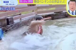 『スッキリ』で動物園内のペンギンがいる池に落ちるボケをする春日俊彰