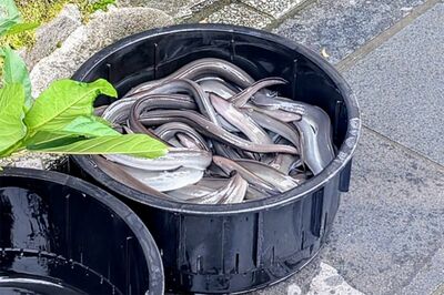 【知って楽しい雑学】うなぎの刺身があまり売られていない理由は？血液に含まれる毒で痙攣や嘔吐の恐れも