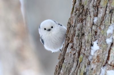 「天使すぎる鳥」「雪の妖精」と話題沸騰中！ シマエナガちゃんを知っていますか？